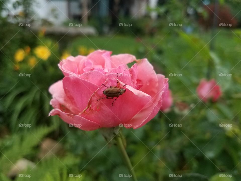 Flowers in our  yard
