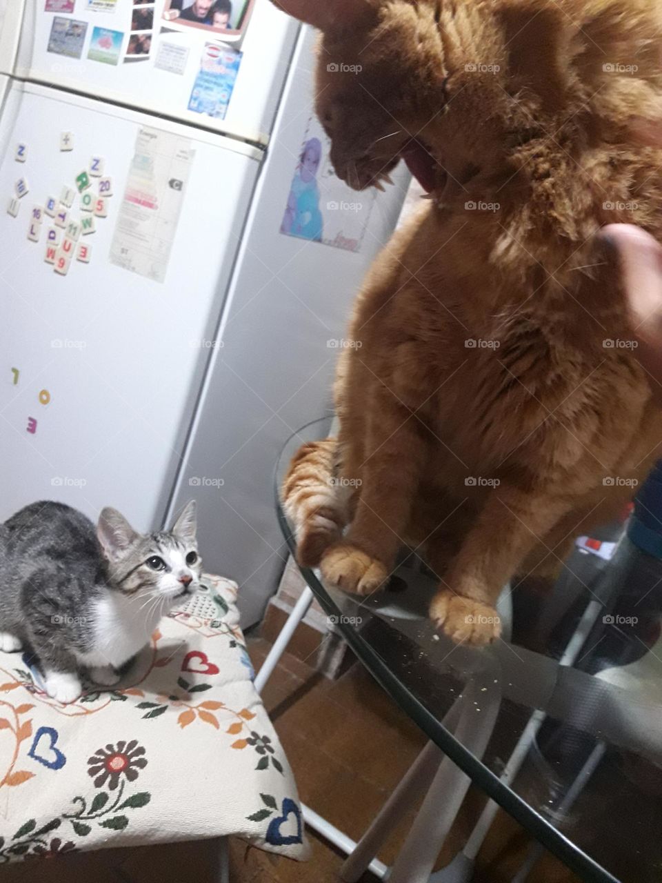 and they hate each other // Lupe & Kero // Nikon D3500