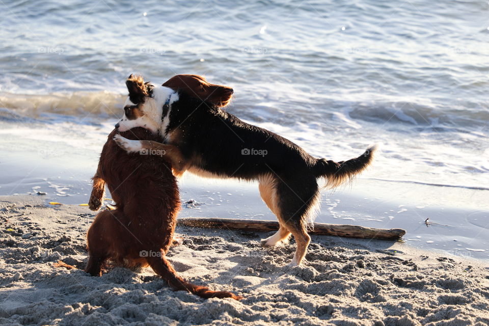 Playful dogs having fun on the beach 