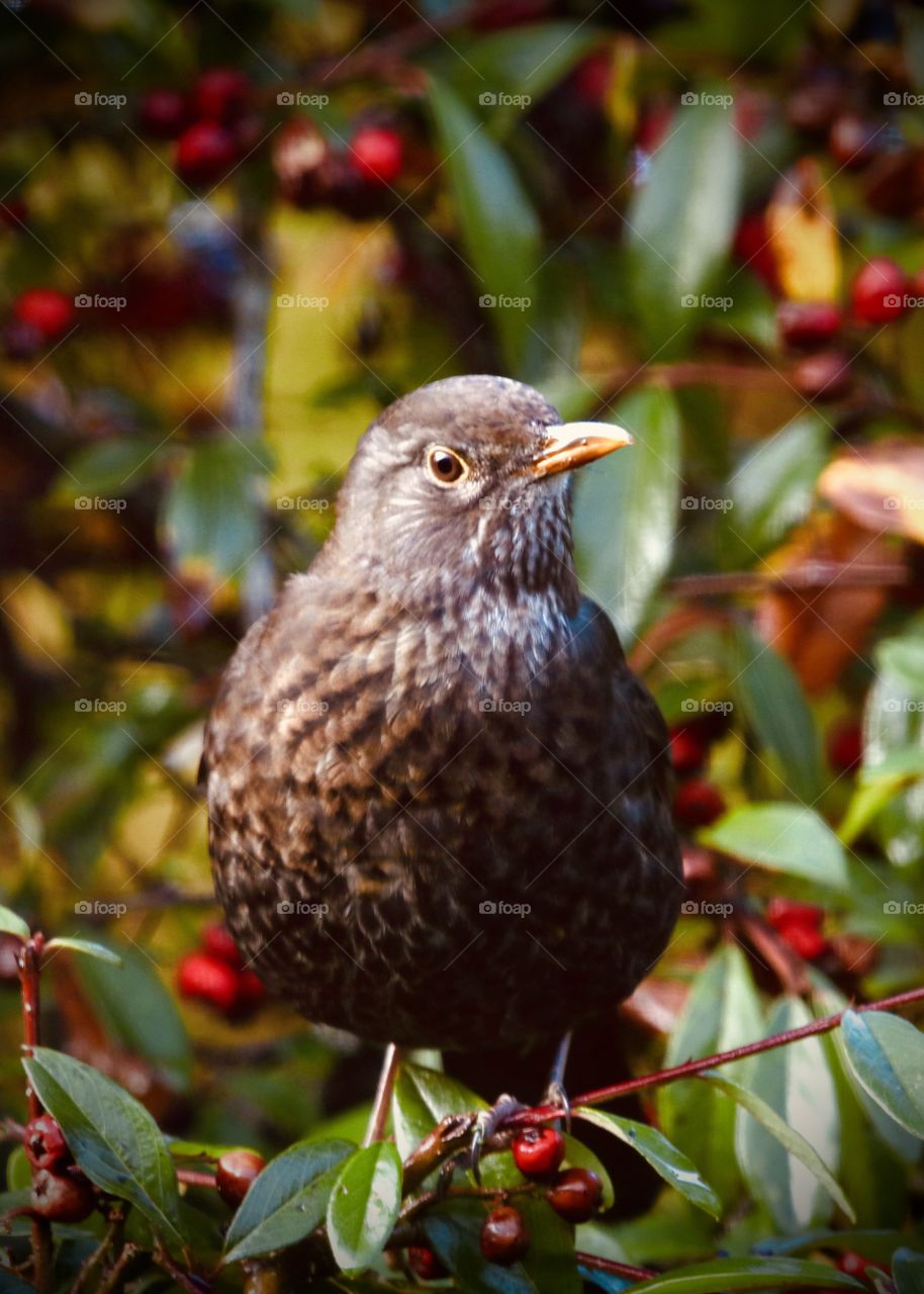 female blackbird