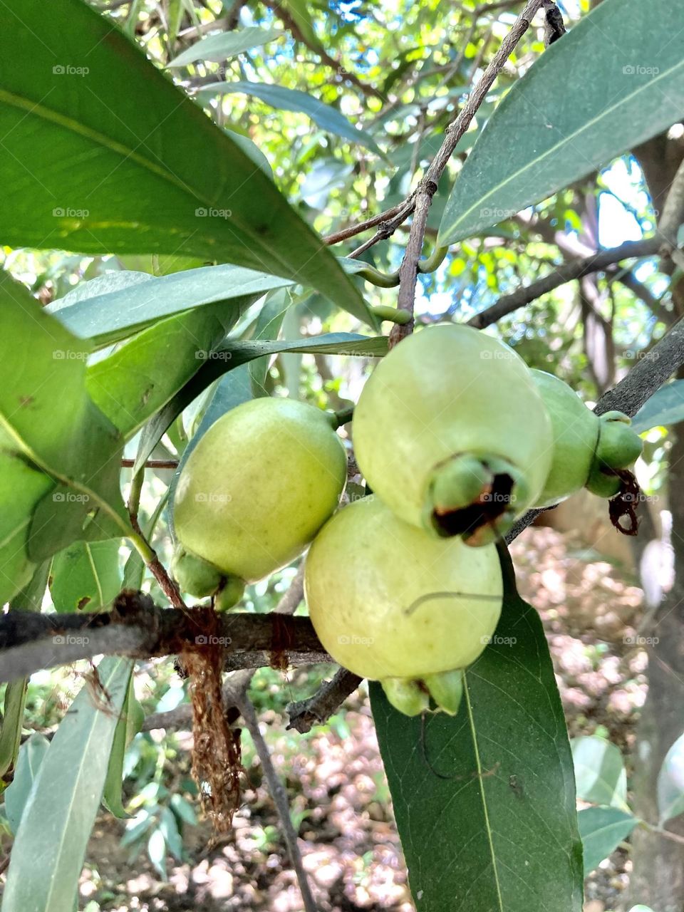 🇺🇸 A jambo tree: a delicious exotic fruit (I planted a seedling on the back and it is very fruitful). / 🇧🇷 Um pé de jambo: uma deliciosa fruta exótica (plantei uma muda quis atrás e está bem frutífera).