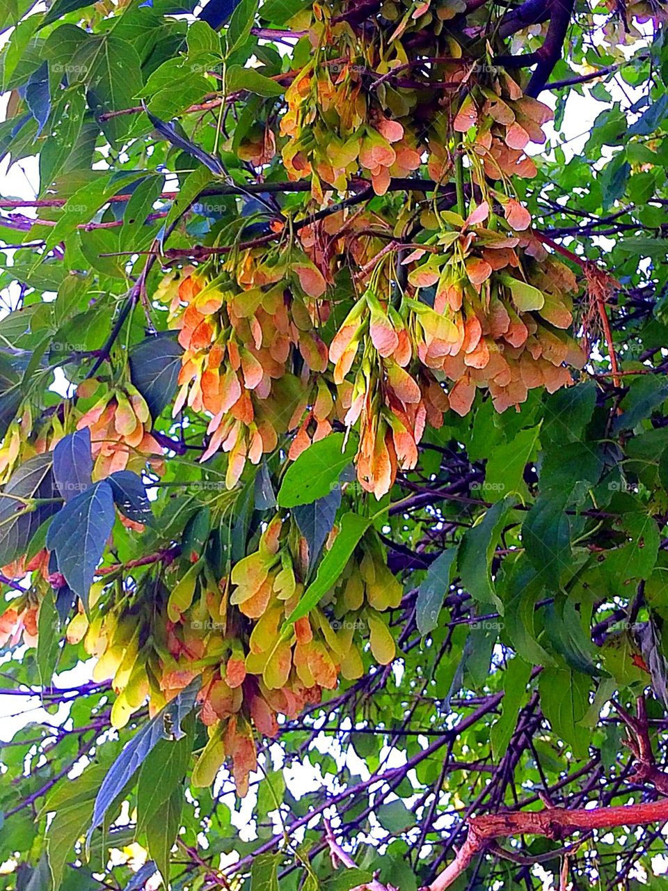 Autumn is here!
Helicopter seed pods 