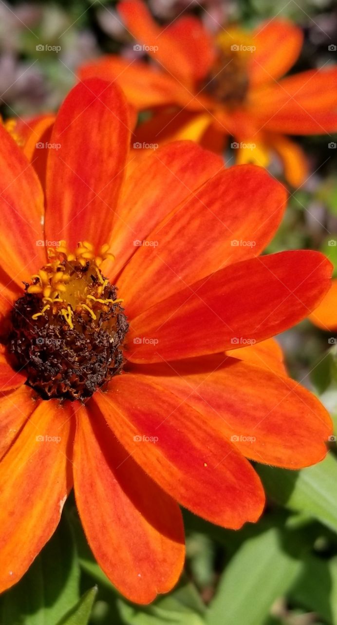 Close up Orange Flowers