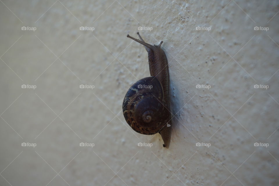 Snail