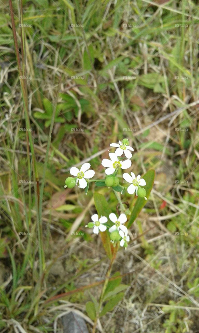 Wildflowers