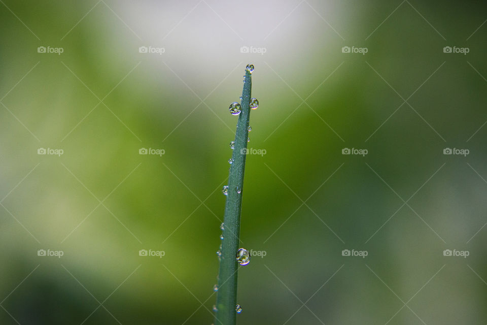 Water drops on a leaf