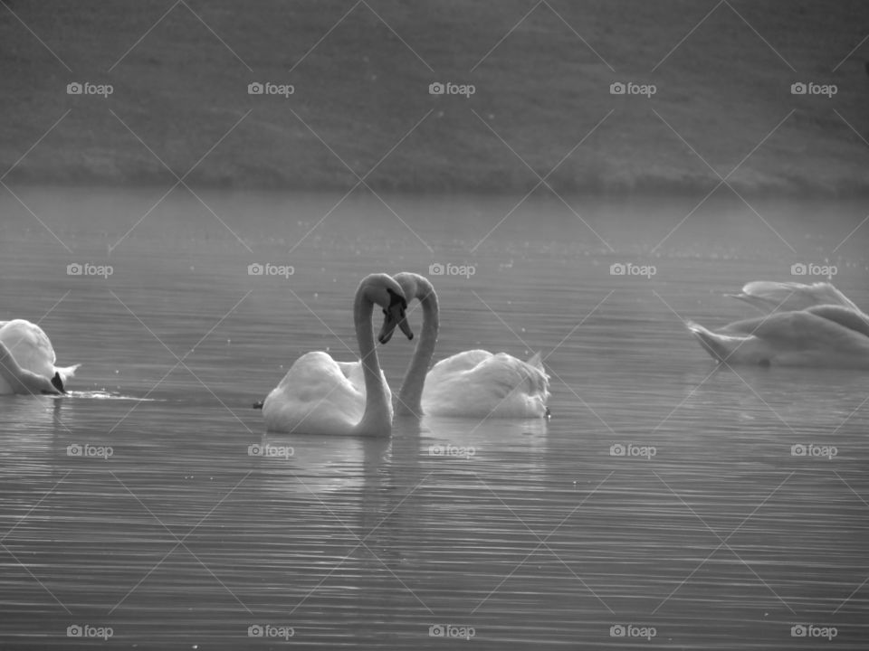 Lovely swans