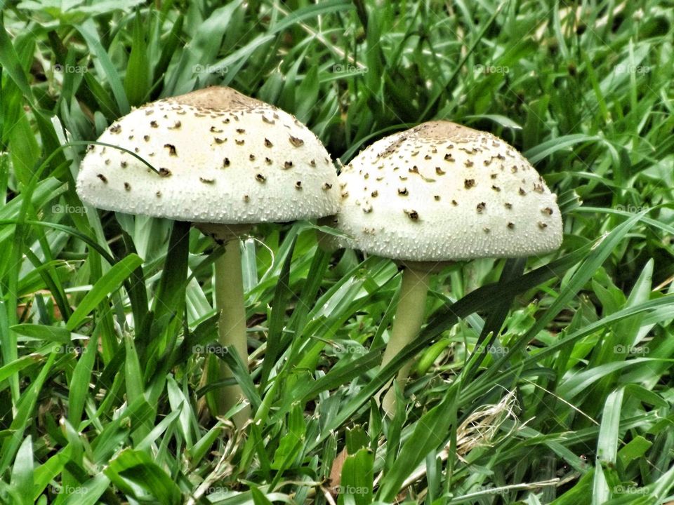 Two mushrooms in the garden lawn