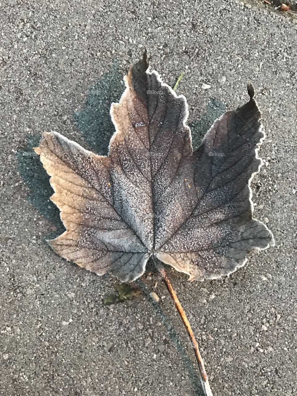 Frozen leaf