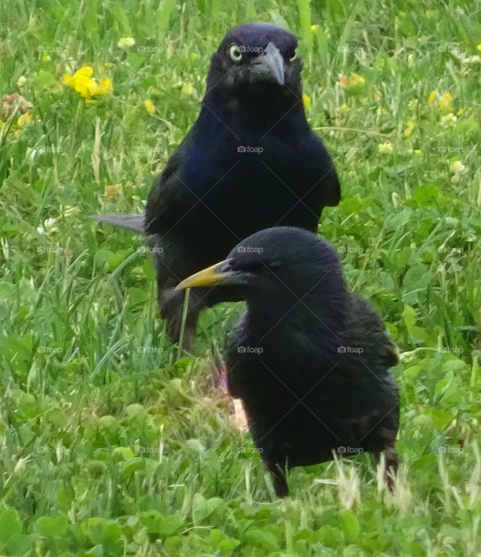 Black Birds