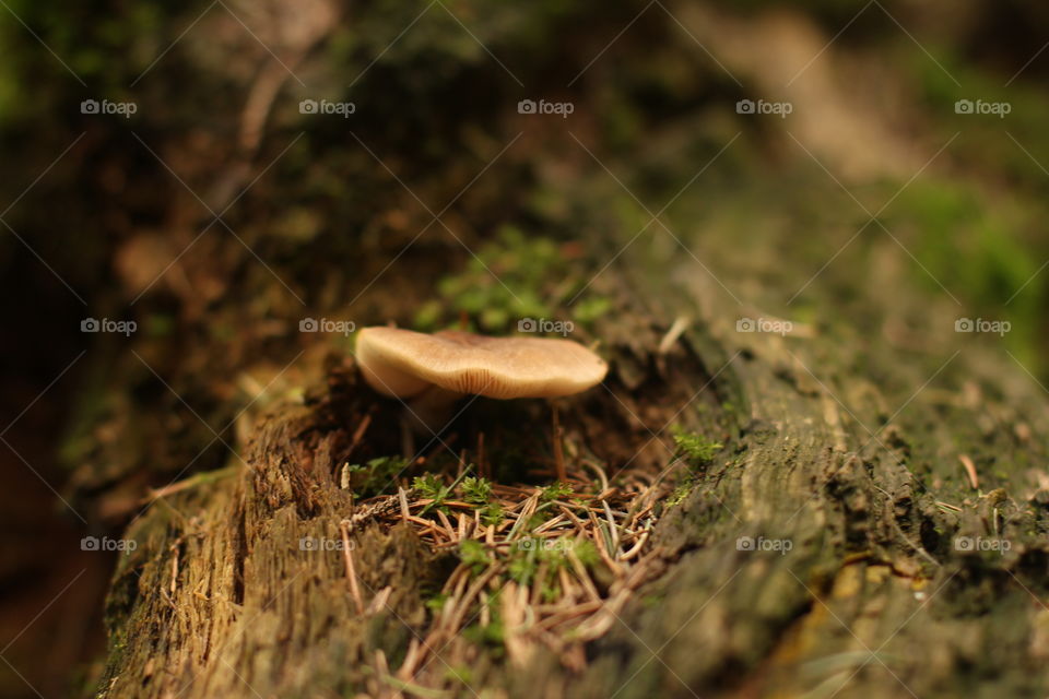 mushroom