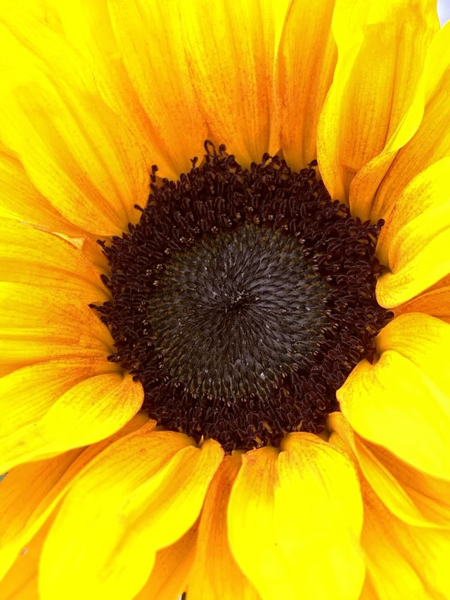 Sunflower shining