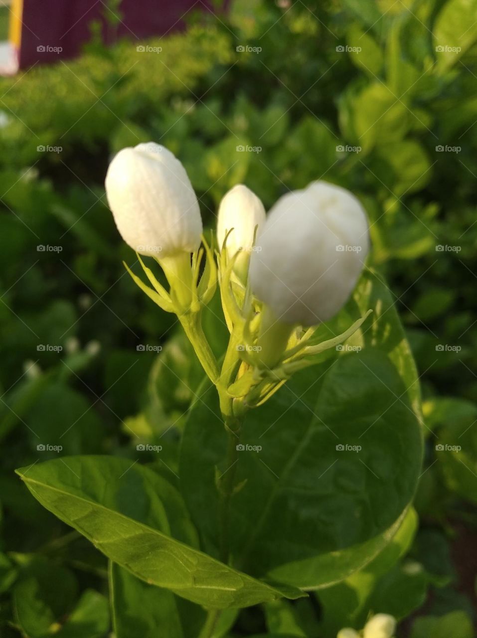 white flower buds small size shurb looks very beautiful generally found everywhere seasonal