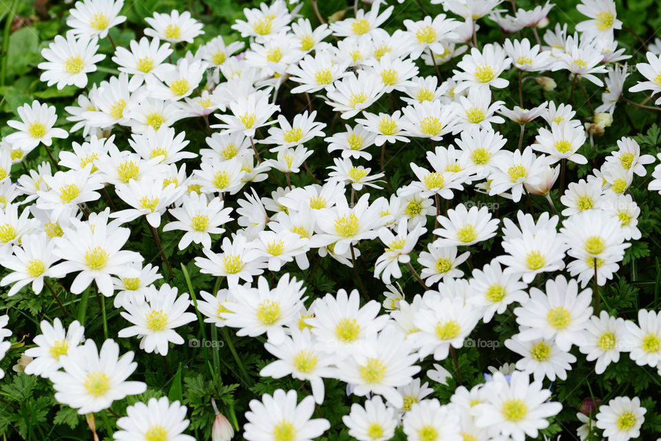 natural fullframe background of anemone flowers.