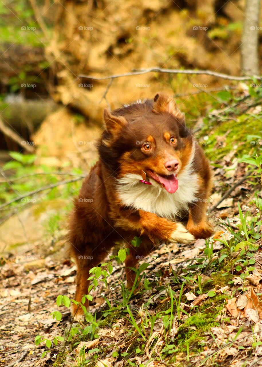 An Australian Shepherd enjoys his off-leash time in the park.