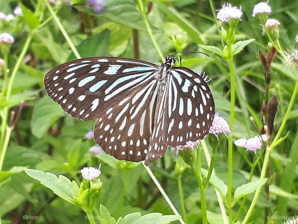 Close up of butterfly