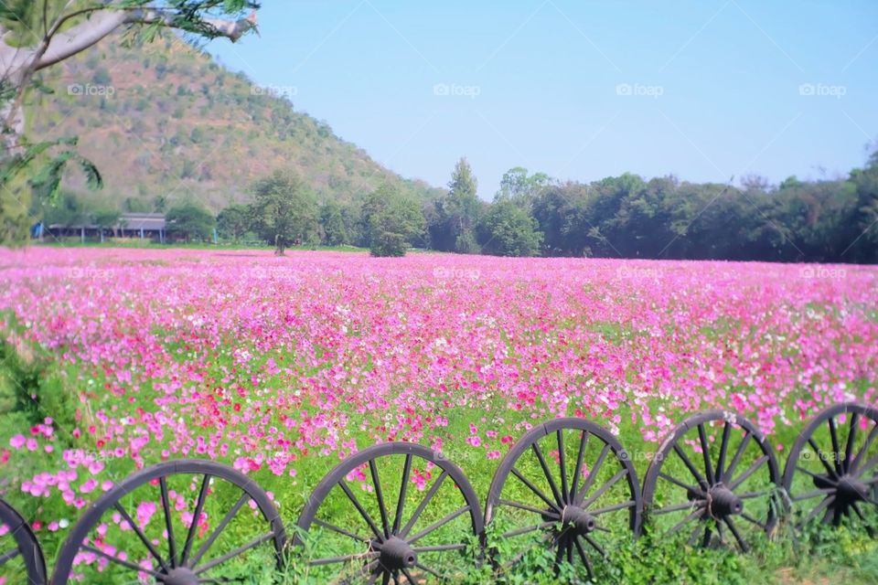 Field of flowers