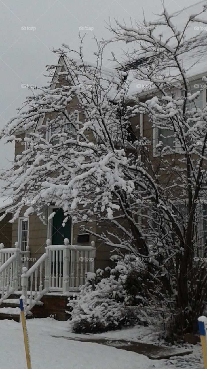 Snowy Tree. My wintery yard