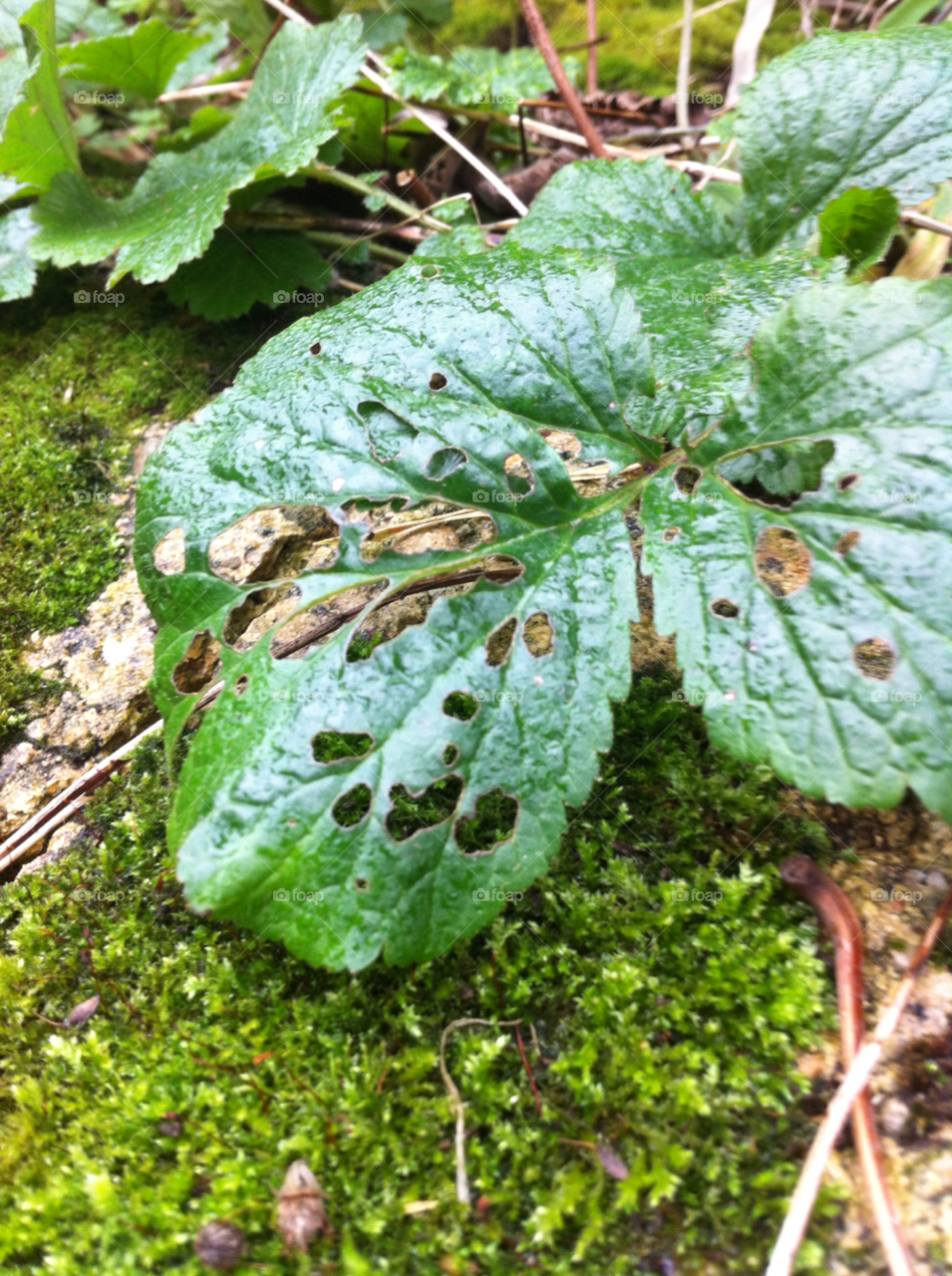 green leaf wet moss by judgefunkymunky