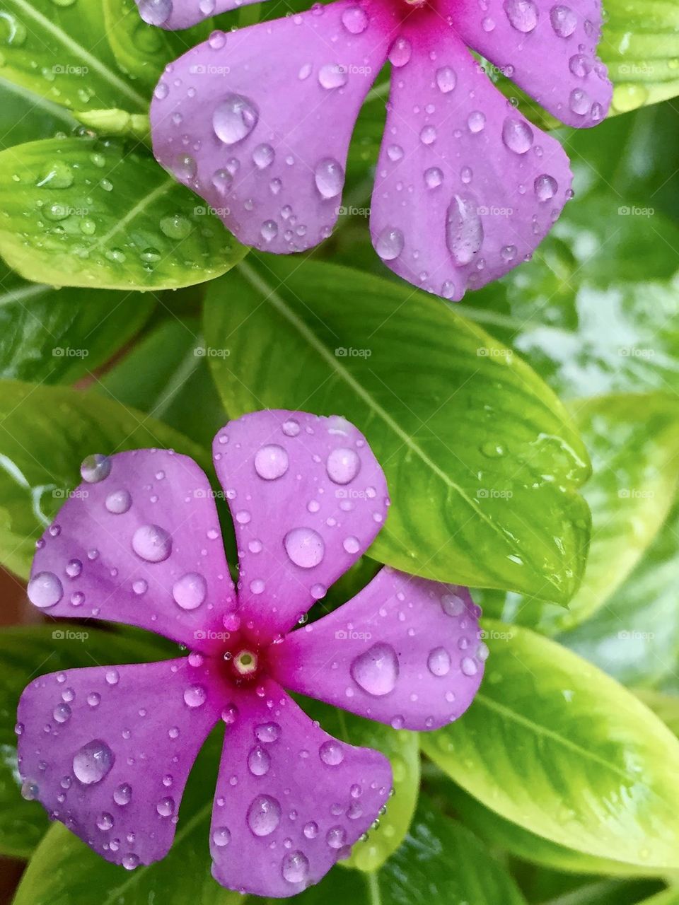 Raindrops of water on a flower 