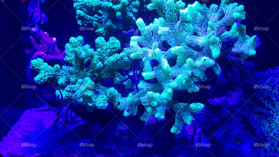 Musée Océanographique de Monaco