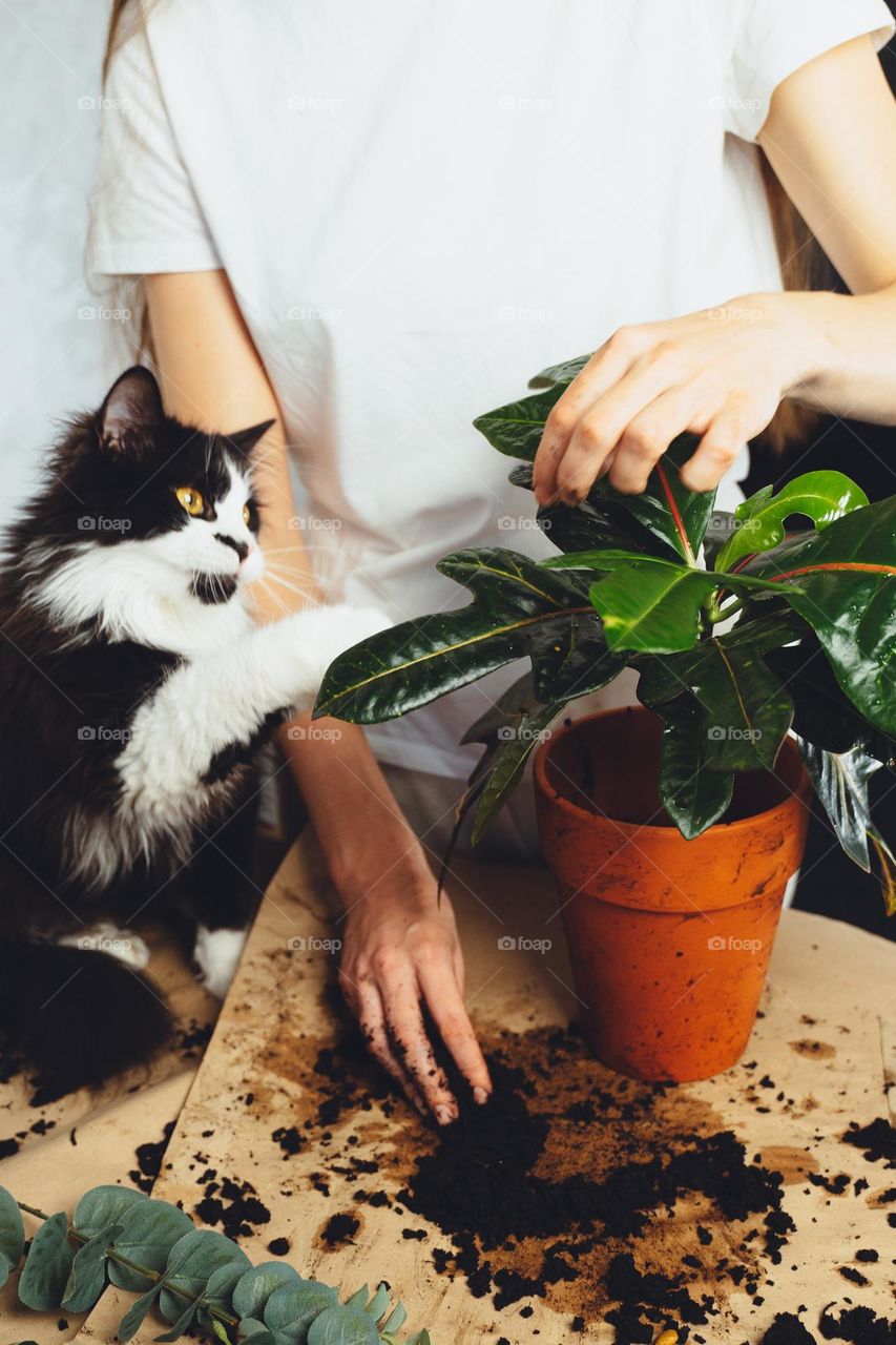 Young woman with black cat pet gardener taking care cultivate kroton plant, transplanting flower. Home gardening, houseplants, freelance. Hipster potting plants in ceramic pot on a counter in spring