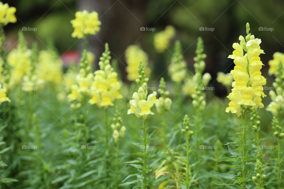 Blooming Spring yellow flowers in Florida