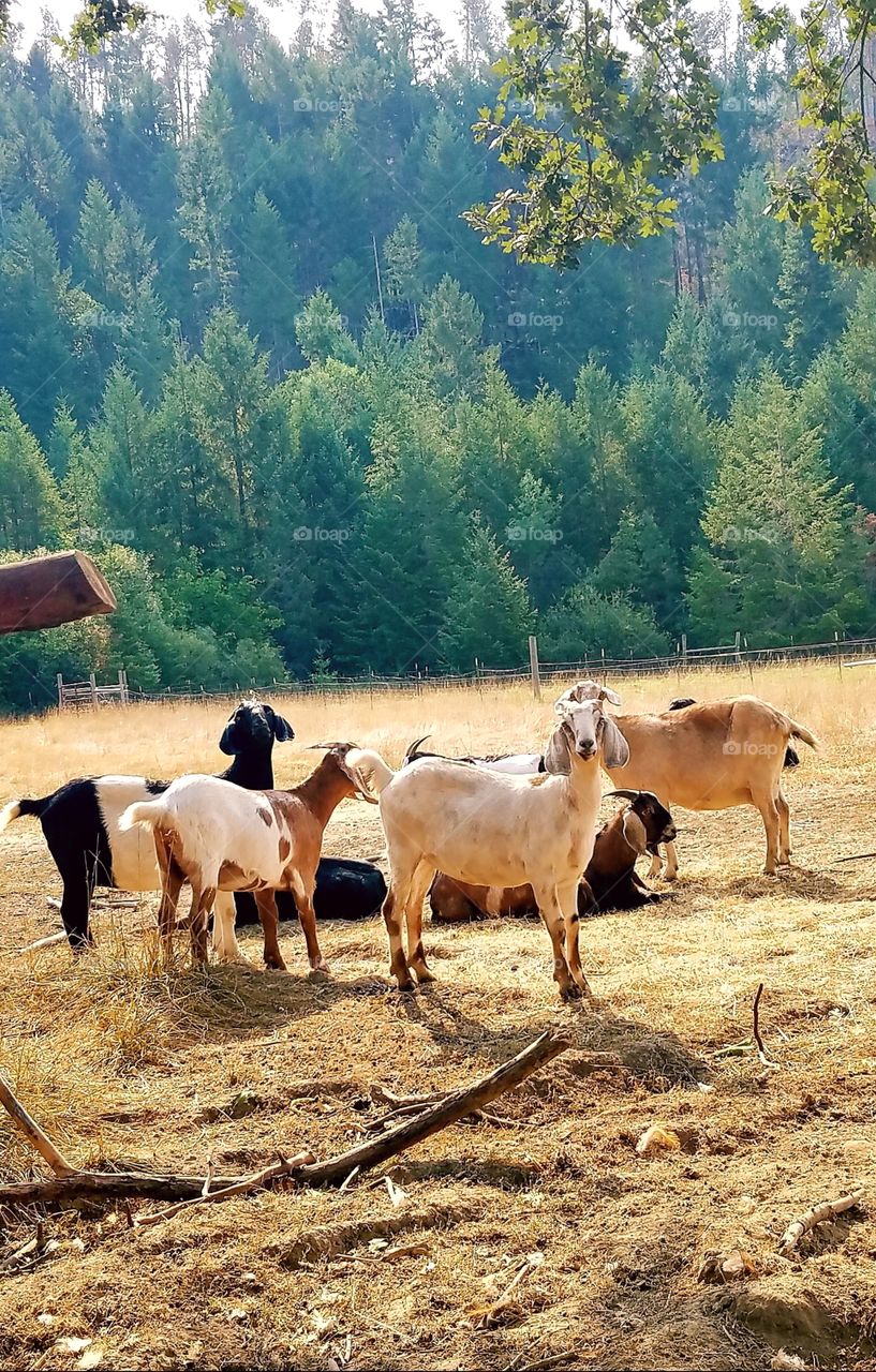 Oregon Goat Herd