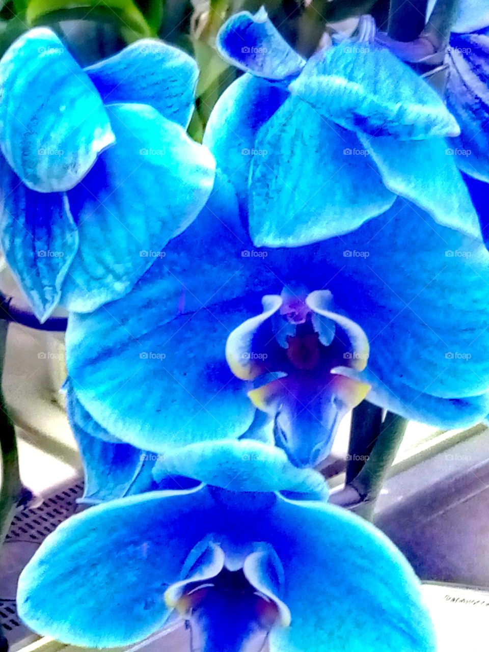цветы орхидеи синие