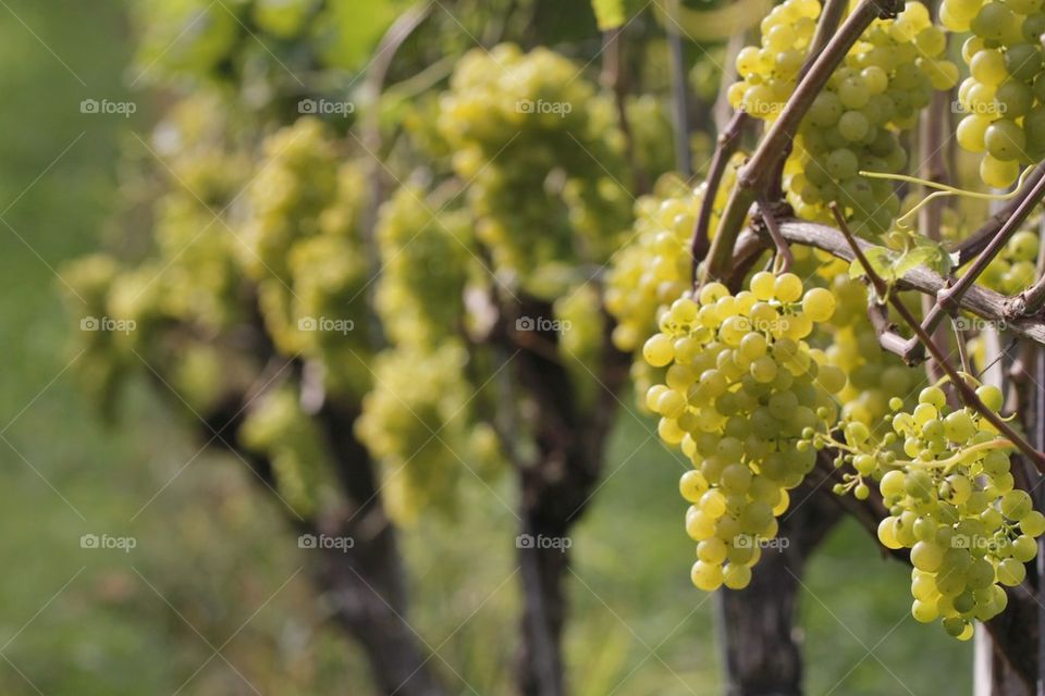 Wine grapes field