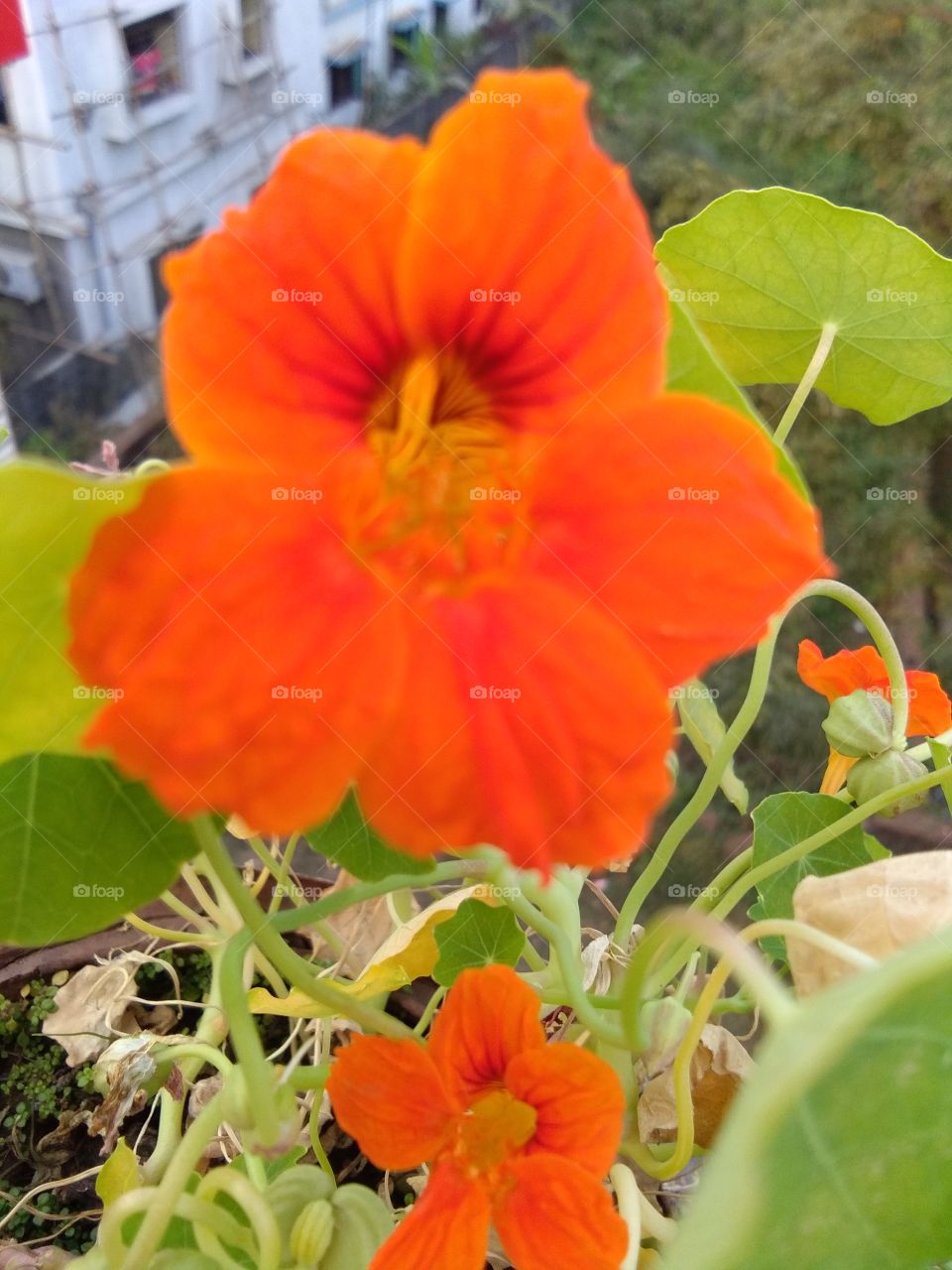 beautiful orange colour flower