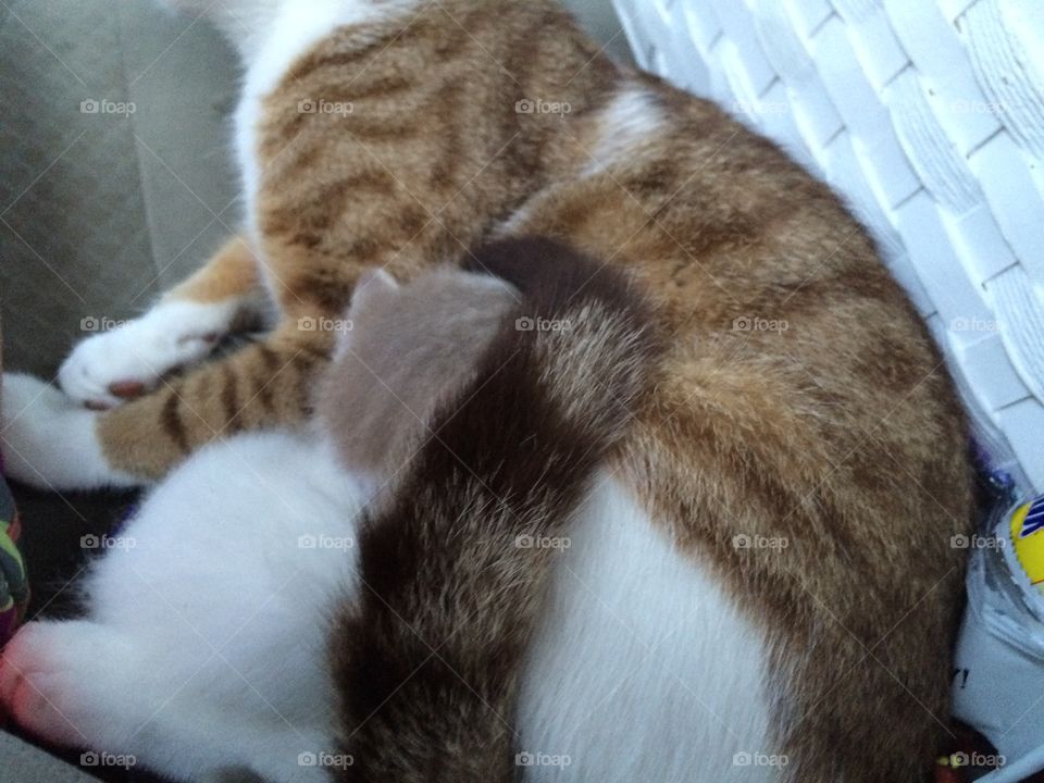 Kitten cuddling with cat in a car