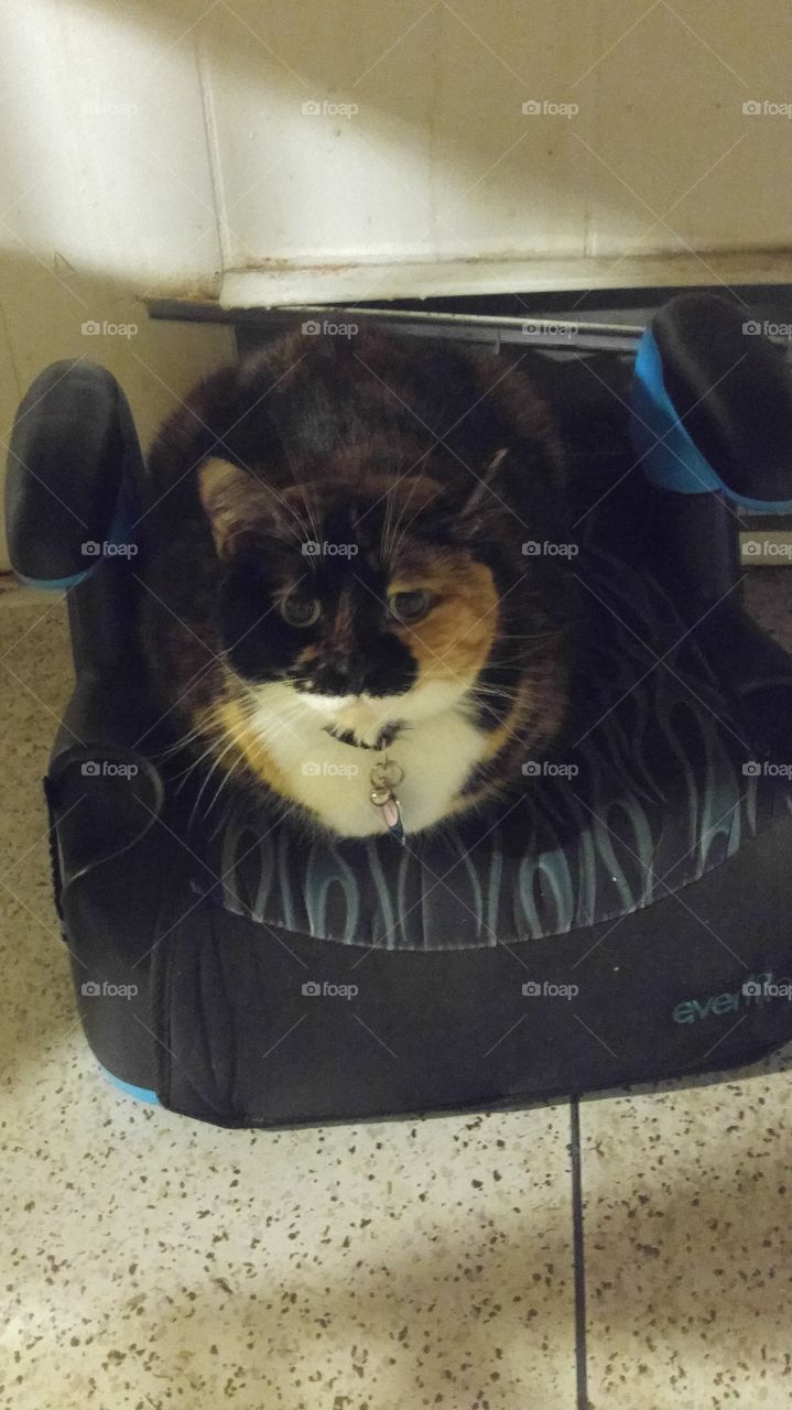 kitty seat