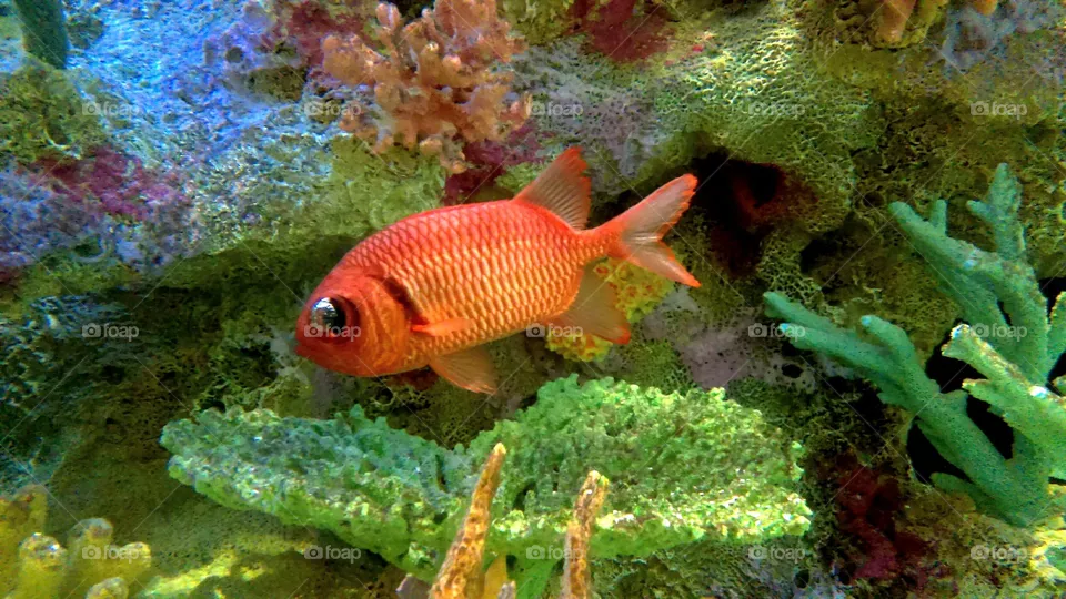 Fish