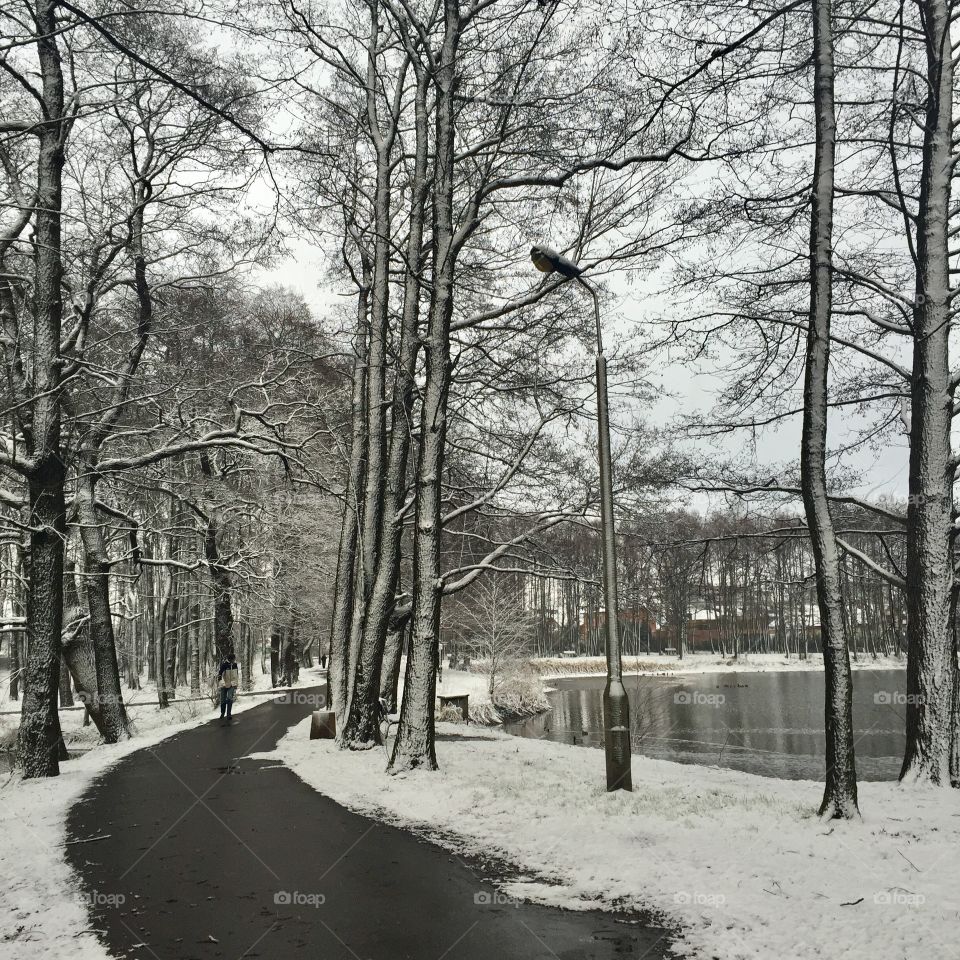 Snowy morning by the lake 