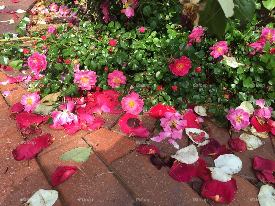 Colorful
After rain
Roses