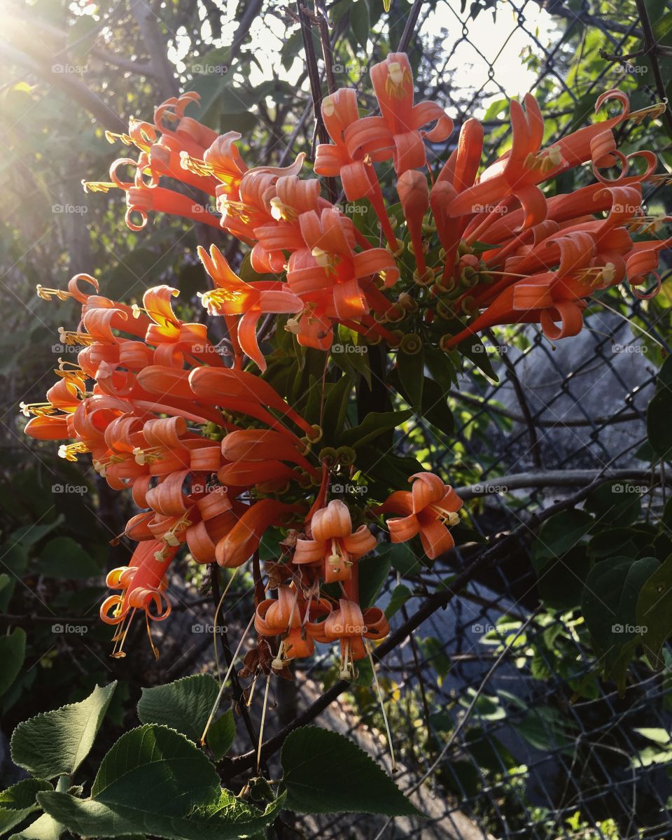 It’s a bright Sunny Day! Our honeysuckles are very much enjoying the warmth. 