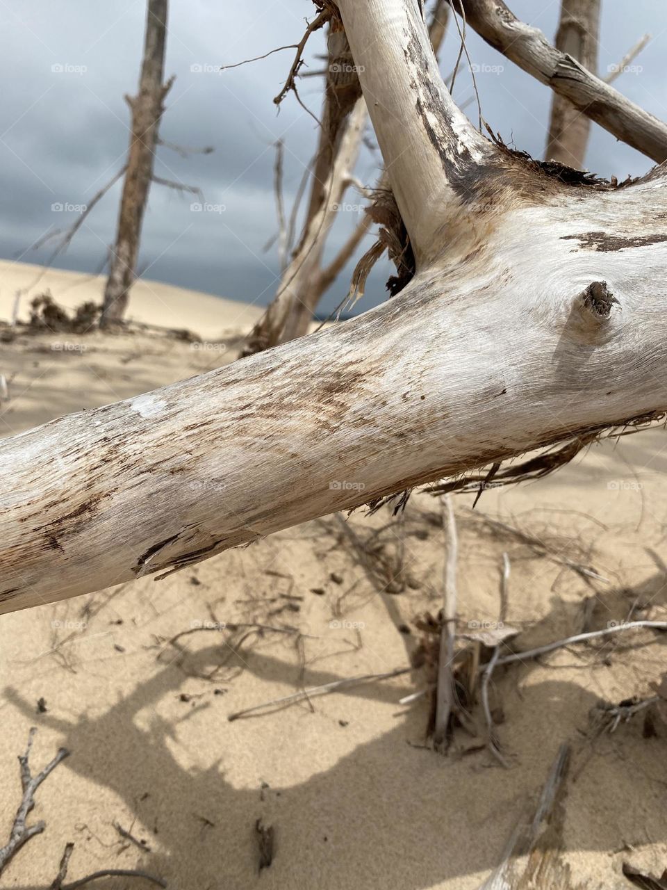 Dune wood lying on the sand with a cloudy sky in the background. The setting is a beach with dunes.