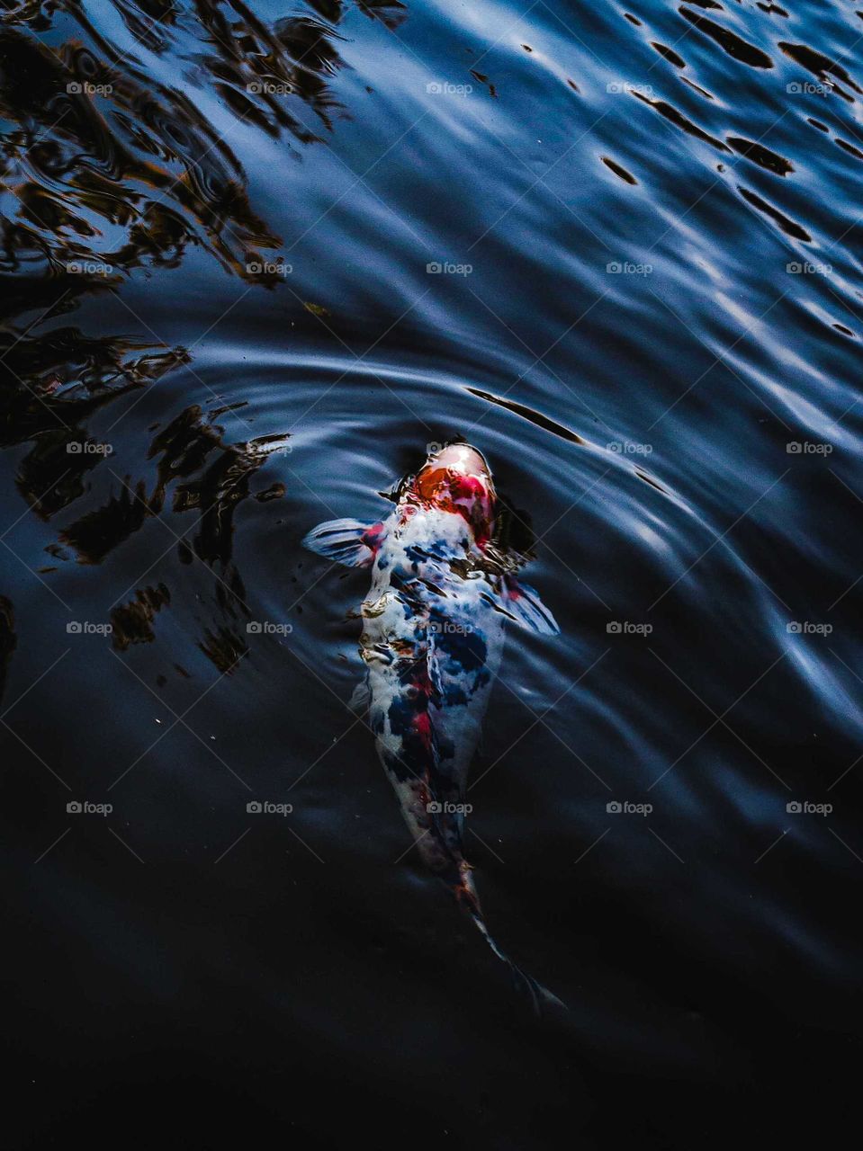 Beautiful Shot of a Karp Koi Fish swimming at a lake on top of Brazilian Mountains. Blue water snd the orange color of the fish makes a great color contrast.