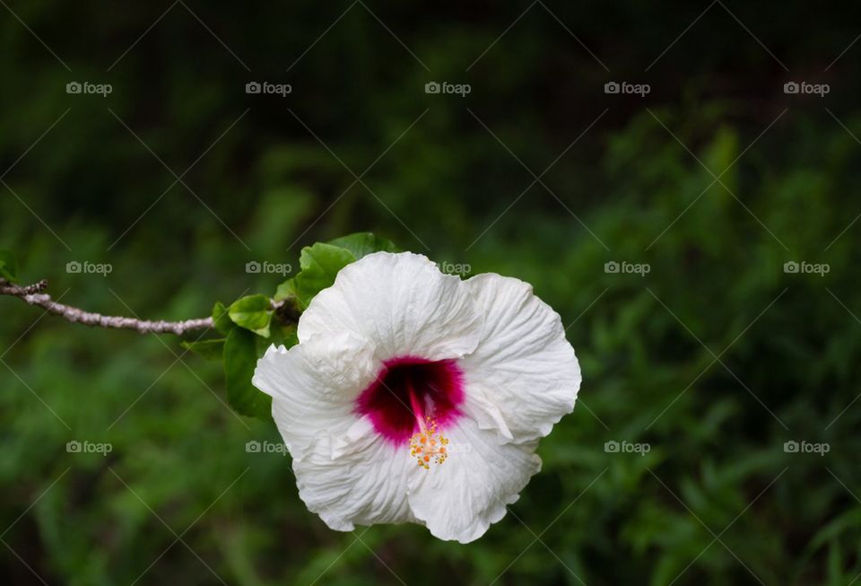 Hibiscus 