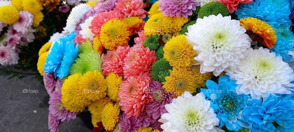 Flores de diversas cores