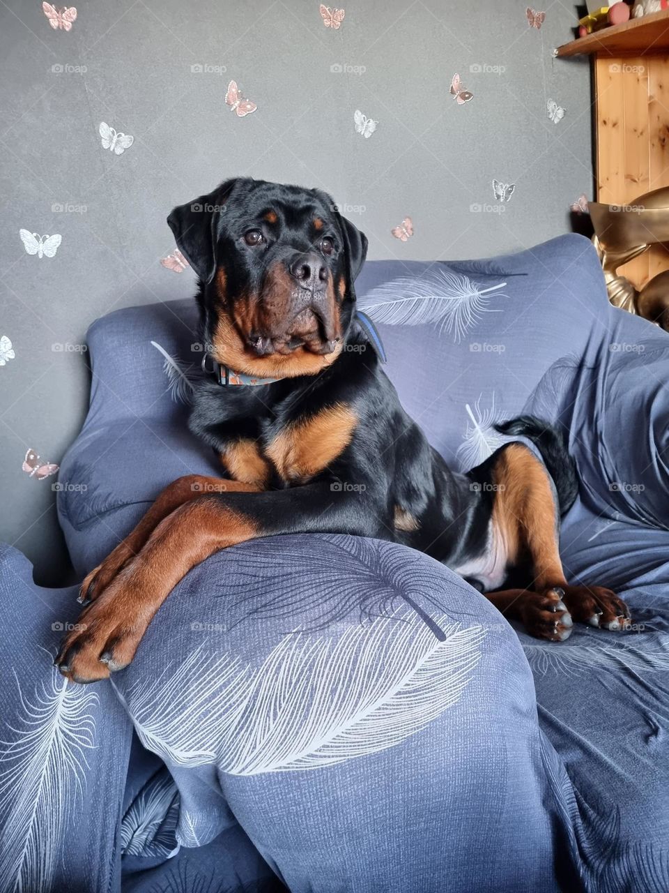 crash the 7 month old rotweiller pup