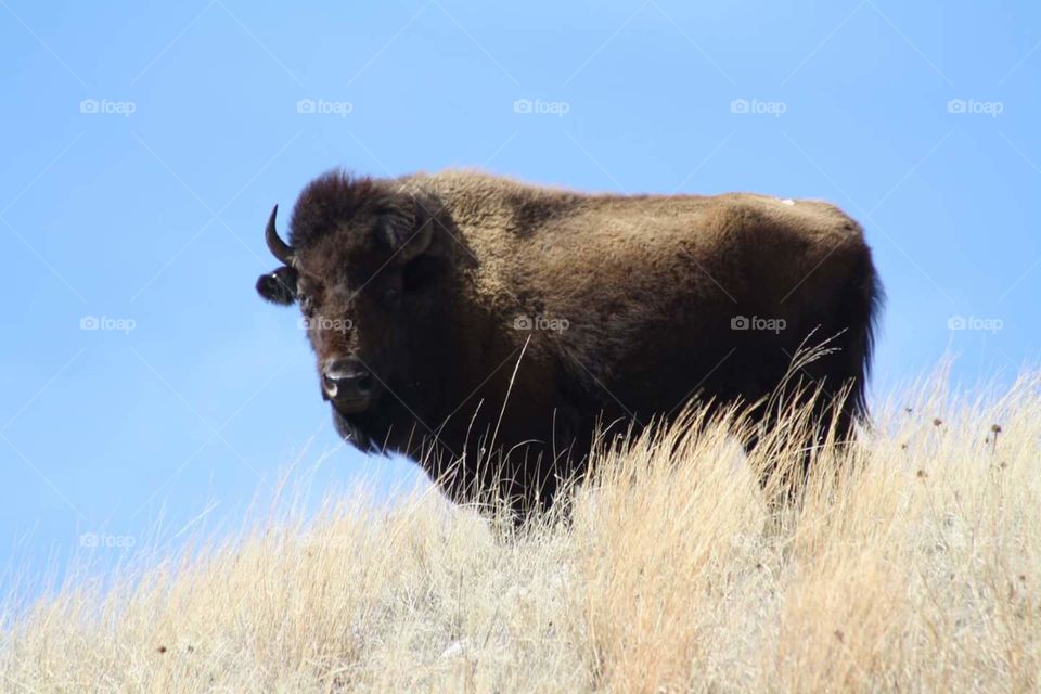 Buffalo / Bison