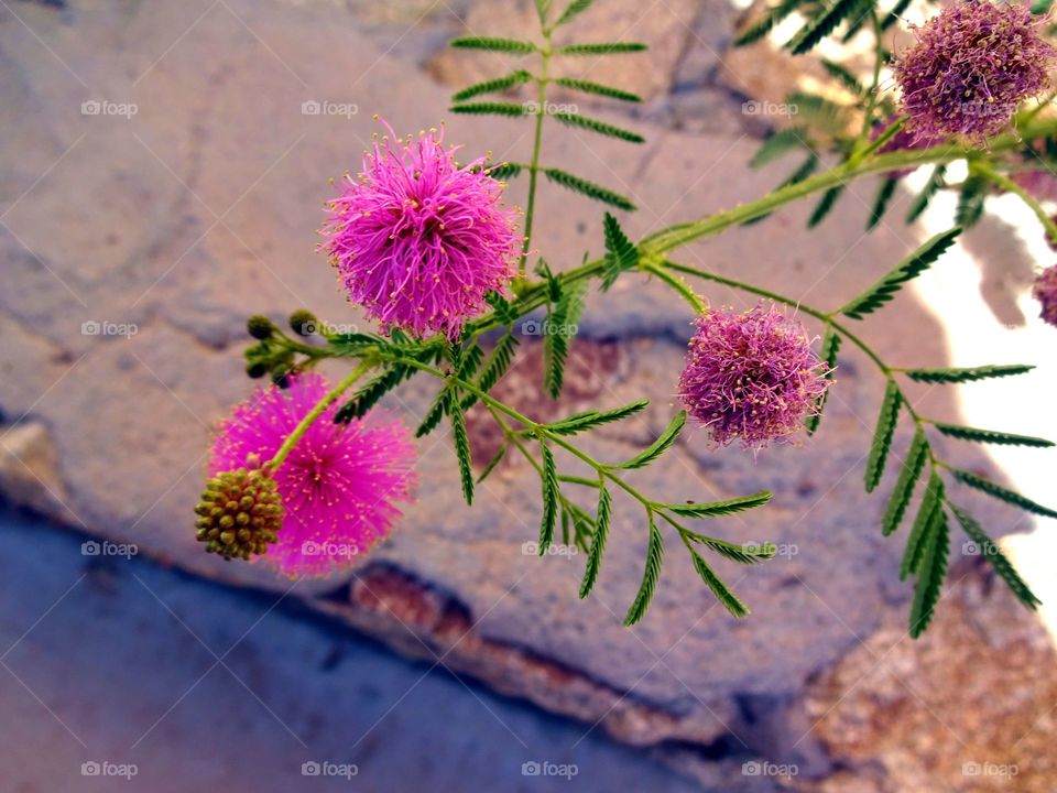 Beautiful pink balls flowers