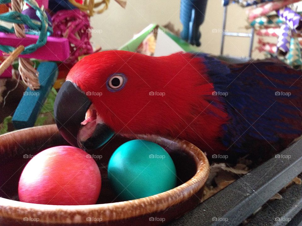 Sadie the Easter Parrot rearranges her Easter eggs.