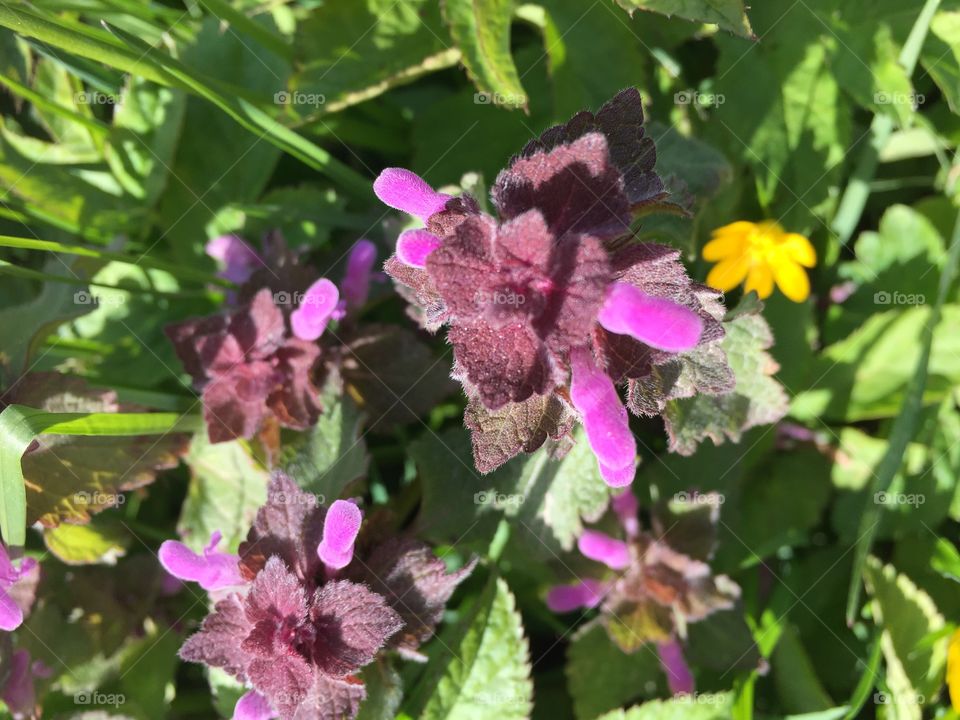 Catched at a walk today at Öland Sweden 