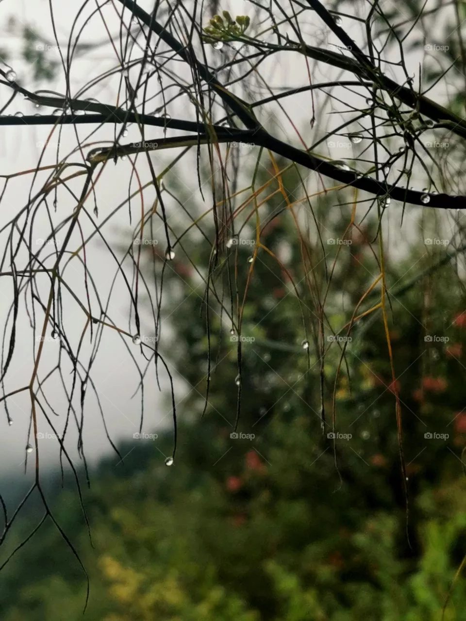 rain drops