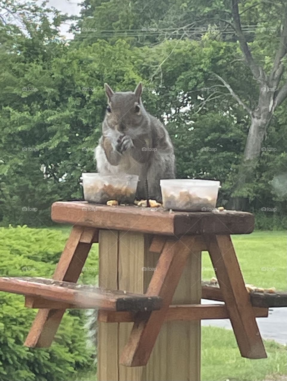 Squirrel eating corn at a picnic table squirrel feeder corn snacks closeup 