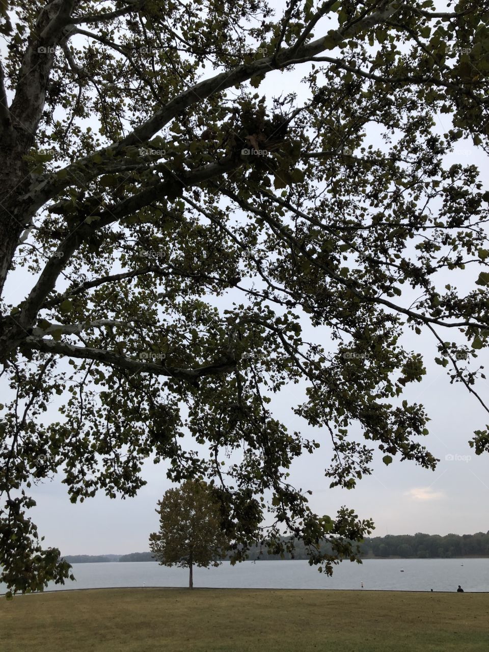 Leaves//lake in the background 