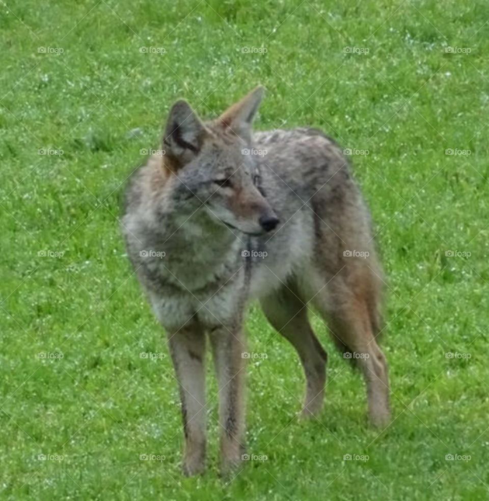 Looking for roadrunner?